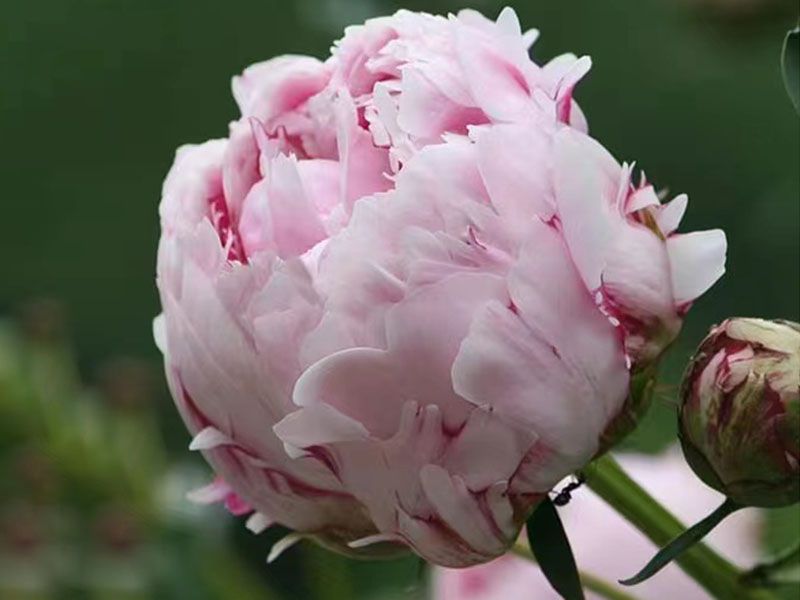 芍藥花能開幾天？